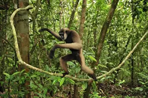 Agile Gibbon / Black-handed Gibbon - walking on liana vine - Tanjung Puting National Park - Kalimantan - Borneo - Indonesia