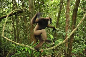 Agile Gibbon / Black-handed Gibbon - walking on liana vine - Tanjung Puting National Park - Kalimantan - Borneo - Indonesia