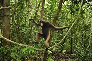 Agile Gibbon / Black-handed Gibbon - walking on liana vine - Tanjung Puting National Park - Kalimantan - Borneo - Indonesia