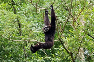 Agile Gibbon male 100
