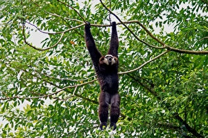 Agile Gibbon male calling 102