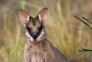Marsupials Prints: Agile Wallaby About 30km from Broome