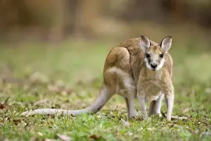 Wallabies Prints: Agile Wallaby- adult Agile Wallaby foraging on grassy ground - Katherine Gorge National Park