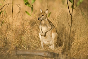 Images Dated 19th June 2008: Agile Wallaby - adult Agile Wallaby standing on its hind legs amidst high