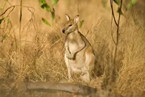 Wallabies Prints: Agile Wallaby - adult Agile Wallaby standing on its hind legs amidst high