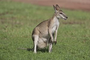 Agile Wallaby - feeding on grass (bulging pouch