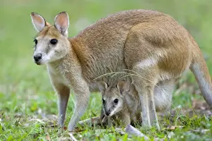 Joey Prints: Agile Wallaby - female adult Agile Wallaby standing on its hind legs with young