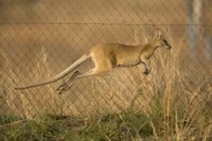 Agile Wallaby leaping along Sewage pond fence trying to find its way out