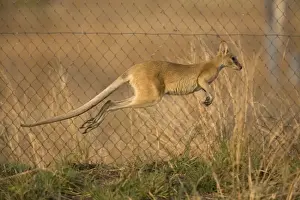 Wallabies Prints: Agile Wallaby leaping along Sewage pond fence trying to find its way out
