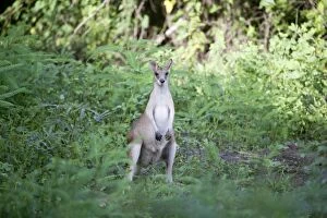 Agile Wallaby - near the Adelaide River