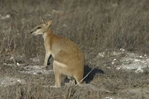 Agile Wallaby - Quite common and is considered a pest in farming areas as it will take crops and feed on pasture