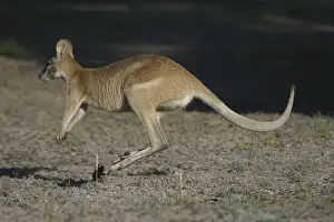 Agile Wallaby - Quite common and is considered a pest in farming areas as it will take crops and feed on pasture. Normally feeds on native grasses and in dry areas will dig for roots