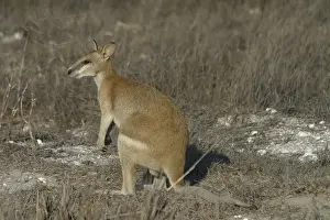 Agile Wallaby - Quite common and is considered a pest in farming areas as it will take crops and feed on pasture. Normally feeds on native grasses and in dry areas will dig for roots