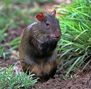 Images Dated 7th February 2014: Agouti