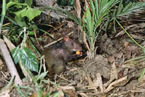 Agouti Prints: Agouti - eating berry - Guyana - South America 