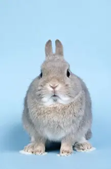 Agouti French Lop Rabbit