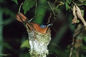 AGR-1330 Madagascar Paradise Flycatcher - female on nest