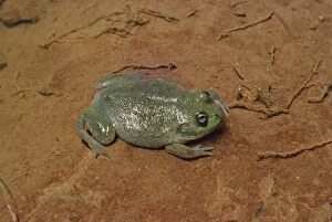 AGR-614 Water-holding Frog