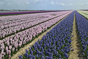 Agricultural field of Hyacinth Flowers