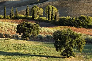Agricultural field at sunset, San Quirico