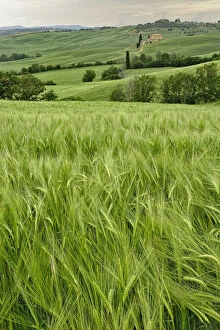Agricultural wheat field, Tuscany region