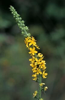 Images Dated 30th June 2008: Agrimony