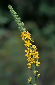 Bloom Prints: Agrimony