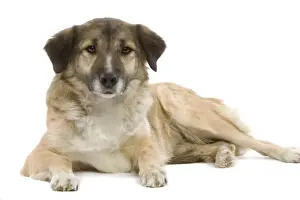 Aidi / Chien de L'Atlas (Morocco)