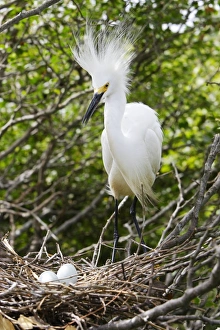 Images Dated 16th February 2006: Aigrette neigeuse au nid. Egretta thula. Venezuela