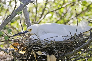 Images Dated 15th February 2006: Aigrette neigeuse. Egretta thula. Venezuela