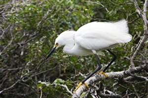Images Dated 16th February 2006: Aigrette neigeuse. Egretta thula. Venezuela