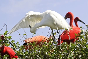 Images Dated 15th February 2006: Aigrette neigeuse. Toilette. Egretta thula. Venezuela
