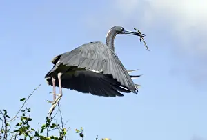 Twigs Prints: Aigrette tricolore. Egretta tricolor Venezuela Aigrette tricolore