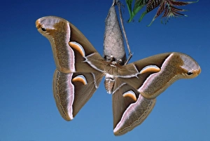 Images Dated 25th April 2007: Ailanthus / Cynthia Silkmoth - on its cocoon. South east asia, acclimatized in France