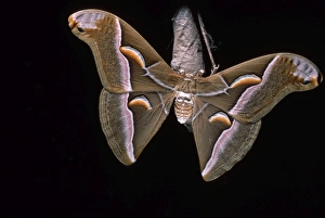 Images Dated 25th April 2007: Ailanthus / Cynthia Silkmoth - on its cocoon. South East Asia, acclimatized in France