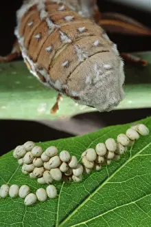 Silkmoth Prints: Ailanthus / Cynthia Silkmoth - female laying its eggs on a Tree-of-heaven's leave