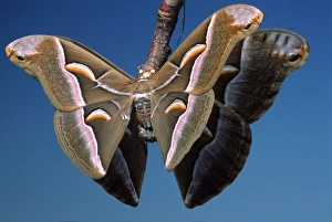 Images Dated 25th April 2007: Ailanthus / Cynthia Silkmoth - on female's cocoon. South East Asia, acclimatized in France