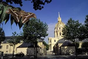 Images Dated 25th April 2007: Ailanthus / Cynthia Silkmoth - on leaves in front of the “Invalides” in Paris
