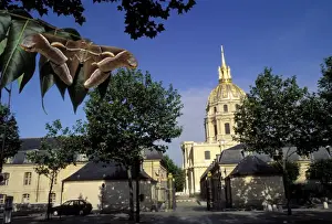 Silkmoth Prints: Ailanthus / Cynthia Silkmoth - on leaves in front of the “Invalides” in Paris