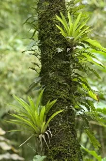 Air plants and fern species - growing on tree trunk