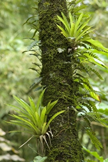 Images Dated 9th December 2008: Air plants and fern species - growing on tree trunk
