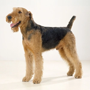 Airedale Terrier Dog