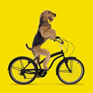 Airedale Terrier Dog, riding bicycle