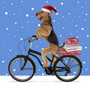 Airedale Terrier Dog, wearing Christmas hat riding