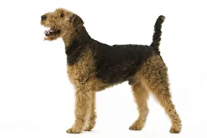 Airedale Terrier. Also know as Waterside Terrier or Bingley Terrier