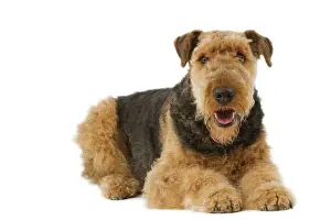 Happy Prints: Airedale Terrier. Also know as Waterside Terrier or Bingley Terrier
