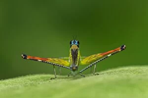 Images Dated 28th January 2012: Airplane Grasshopper, Rio Claro Reserve, Reserva