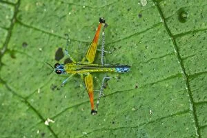 Airplane Grasshopper, Rio Claro Reserve, Reserva