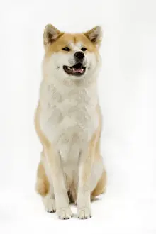 Akita / Akita Inu. Also known as Japanese Akita