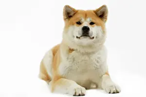 Akita / Akita Inu. Also known as Japanese Akita